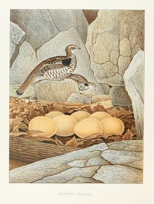 Ruffed Grouse