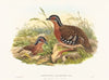 Rufous-breasted Bamboo Partridge (Bambusicola Hyperythra)