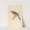 Rufous Necked Falcon by William Swainson