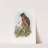 Rufous·breasted Spilornis (1850-1883) by John Gould