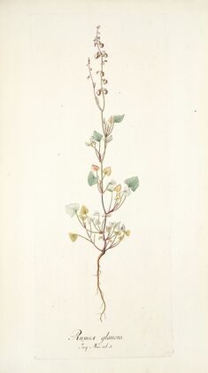 Rumex glaucus