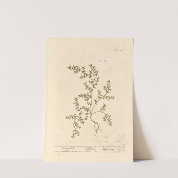 Rupture wort by Elizabeth Blackwell