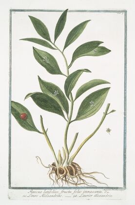 Ruscus latifolius fructu folio innascente – Lauro Alessandrino – Laurier alexandrin