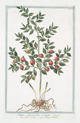 Ruscus Myrti-folius aculeatus – Pica Sorci – Houx Frelon (Butcher’s Broom)
