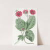 Russell&#039;s Potentilla by Sydenham Edwards