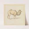 Russian Camel by Samuel Howitt