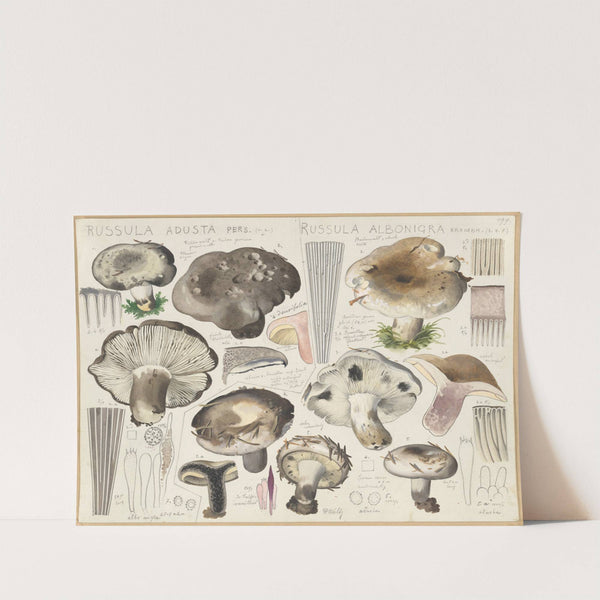 Russula adusta, Russula albonigra (1915-1945) by Hans Walty