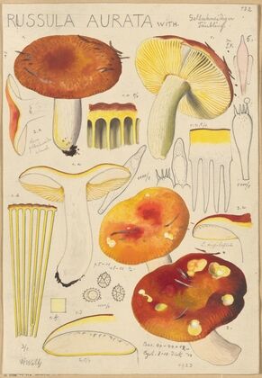 Russula aurata (1915-1945)