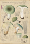 Russula aureginea (1915-1945)