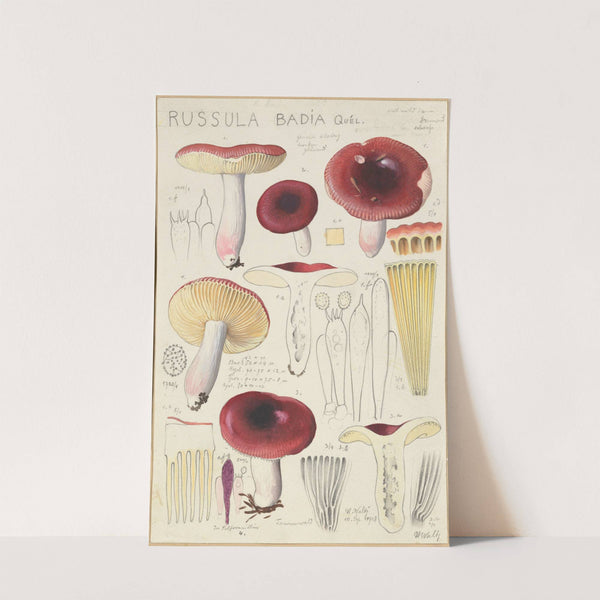 Russula badia (1915-1945) by Hans Walty