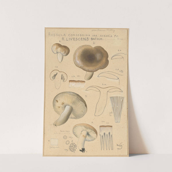 Russula consobrina var sororia (1915-1945) by Hans Walty