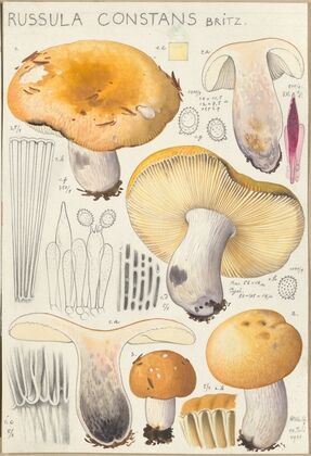 Russula constans (1915-1945)