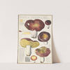 Russula integra L. Forma montana (1915-1945) by Hans Walty