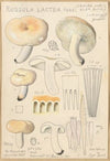 Russula lactea (1915-1945)