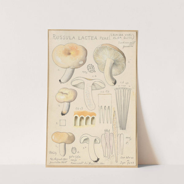 Russula lactea (1915-1945) by Hans Walty