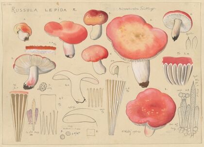 Russula lepida Fr. (1915-1945)