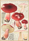 Russula linnaei (1915-1945)