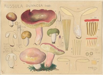 Russula olivacea Schff 2 (1915-1945)
