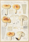 Russula pectinata (1915-1945)