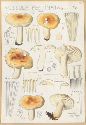 Russula pectinata (1915-1945)