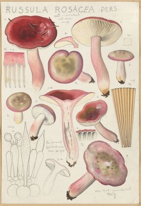 Russula rosacea (1915-1945)