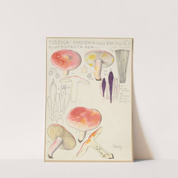 Russula sardonia (1915-1945) by Hans Walty