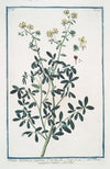 Ruta hortensis, latifolia – Ruta maggiore Ortense – Rue