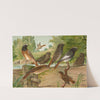 Ruticilla titys, Ruticilla phoenicurus by Johann Friedrich Naumann