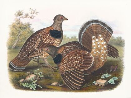 Sabine’s Grouse