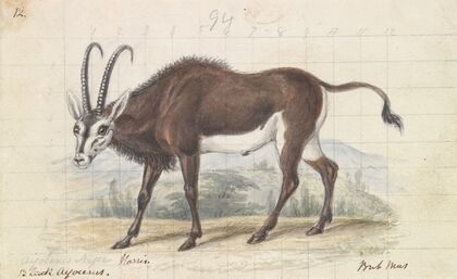 Sable Antelope (1837)
