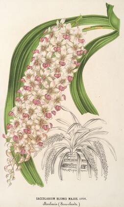 Saccolabium Blumei, var. majus