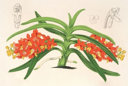 Saccolabium curvifolium