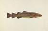 Sacred Cod