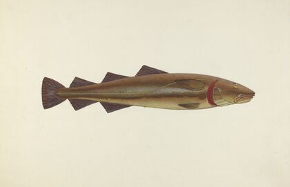 Sacred Cod