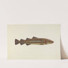 Sacred Cod by John W. Kelleher