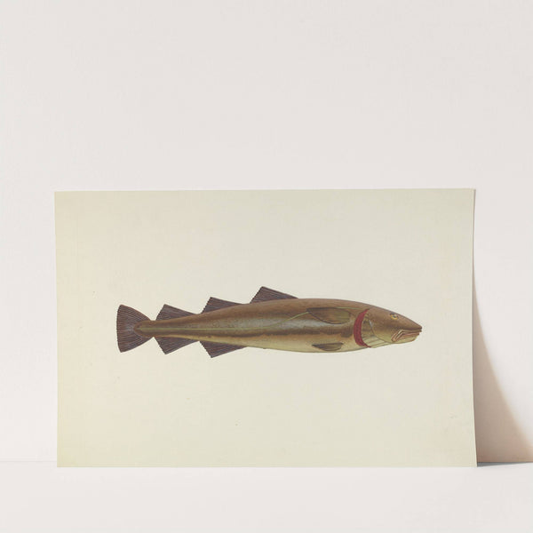 Sacred Cod by John W. Kelleher