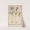 Saffraankrokus (Crocus sativus) 1. oprechte Saffraen. 2. wilden Saffraen. (1596-1610) by Anselmus Boëtius de Boodt