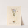 Saffron by Elizabeth Blackwell