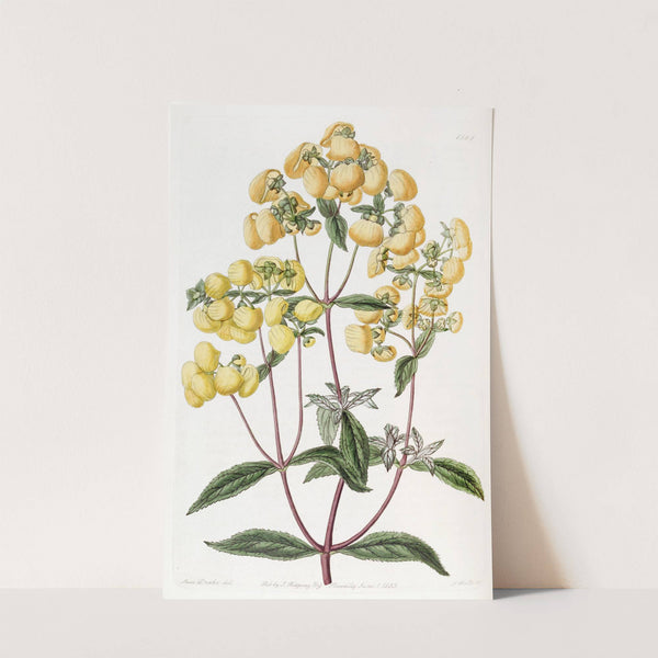 Sage-leaved Slipper-flower by Sydenham Edwards