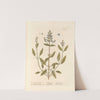 Sage of vertue by Elizabeth Blackwell