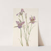 Sagebrush Mariposa. Calochortus macrocarpus (1925) by Mary Vaux Walcott