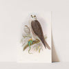 Saker Falcon by John Gould