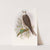 Saker Falcon by John Gould