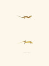 Salamandra bilineata