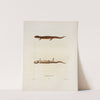 Salamandra salmonea by John Edwards Holbrook