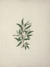 Salix subserrata Willd. (Willow Tree)