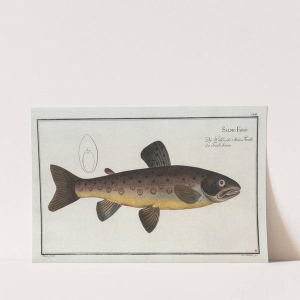 Salmo Fario, The brown Trout. by Marcus Elieser Bloch