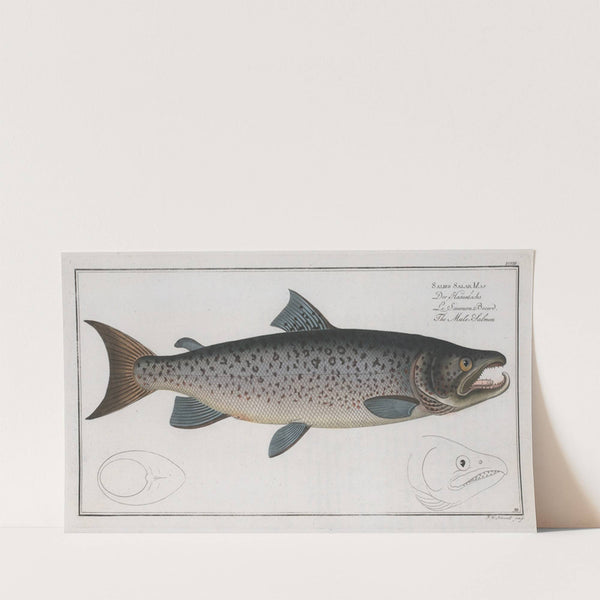 Salmo Salar Mas, The Male-Salmon. (1785-1797) by Marcus Elieser Bloch