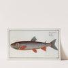 Salmo Salvelinus, The Salveling. (1785-1797) by Marcus Elieser Bloch