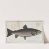 Salmo Trutta, The Trut. (1785-1797) by Marcus Elieser Bloch